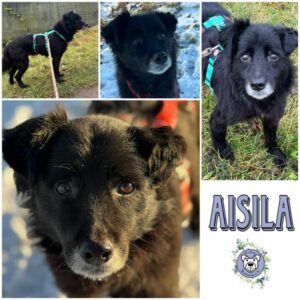 AISILA (♀) in 18311 Ribnitz Damgarten