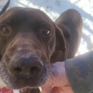 CHICAGO (♂) - zu dünn (01/26)