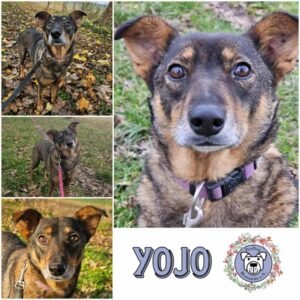 Yojo (♀) in 18311 Ribnitz Damgarten