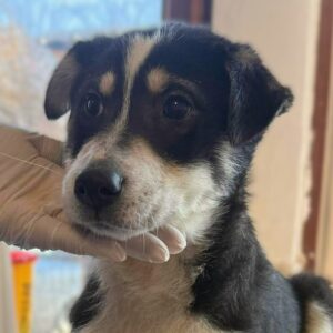 NELE (♀) - hat Parvo überlebt