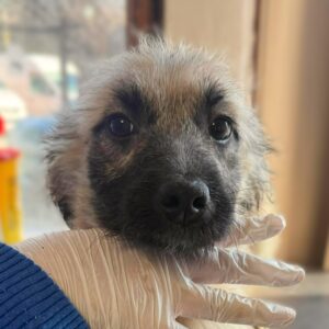 JELLE (♂) - hat Parvo überlebt