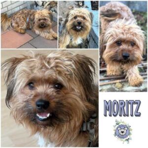 MORITZ (♂) in 58089 Hagen