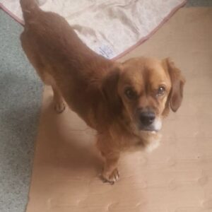 CASHKO (♂) - ausgereist zur Tierhilfe Lebenswert 30.01.26