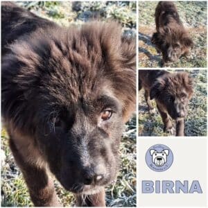 BIRNA (♀) in 55595 Gebroth