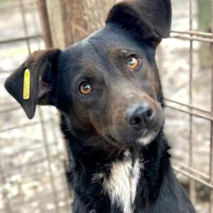 RAJA (♀) - reserviert TH Tuttlingen (LS 6.2)