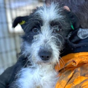 TRIXI (♀) - auf PS im PLZ Bereich 94 (JW)