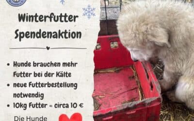 Hilfe für unsere Hunde im rumänischen Winter 🐾❄️