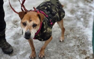 Nach 8 Jahren Baile: Update von Lina aus der Schweiz 🇨🇭🐶🤞