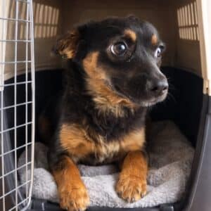 MIRELA (♀) - ausgereist zur Tierhilfe Lebenswert e.V. (AM)