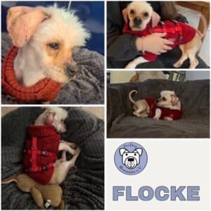 FLOCKE (♀) in 54293 Trier