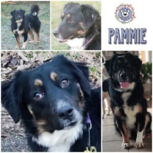 PAMMIE (♀) in 21493 Möhnsen