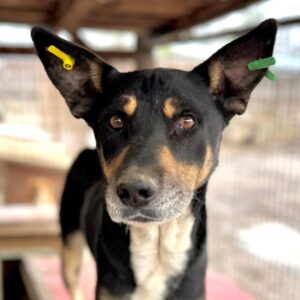 CONRI (♂) - kleine Geschwulst am Bauch