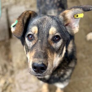 FARIS (♂) - hat es schwer im Kennel