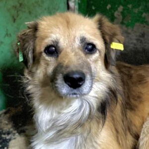 DIDRIK (♂) - vermutlich blind