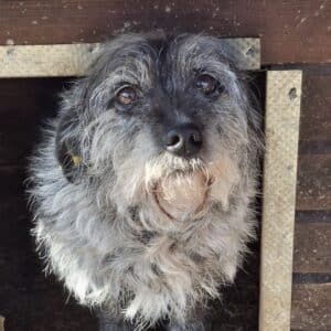 SCOOBIE (♂) - Abgabe Oldie mit ausgeprägten Angstbeißerverhalten