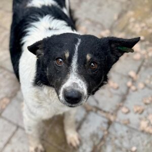 KEYLAM (♂) - NOTFALL - abgerissene Rute; Hautprobleme