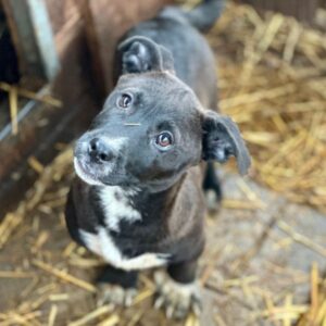 RESI (♀) - vermittelt CD