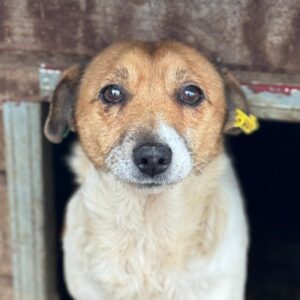 LIESE (♀) - Notfall - zu dünn, verheilte Bisswunde - hat Interessenten (JW 12/01)