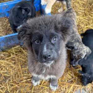 BIRNA (♀) - reist auf PDR PS in PLZ 55 (SD 11.1.26)