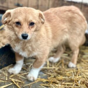 ALINCHEN (♀)- auf PS im PLZ Bereich 15 (NU)