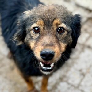 SHONA (♀) - reist auf PDR PS im PLZ Bereich 39 (JW 08/01)