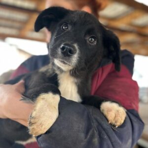 FREDRIK (♂)  Interessenten vorhanden - MD - 28.1.25