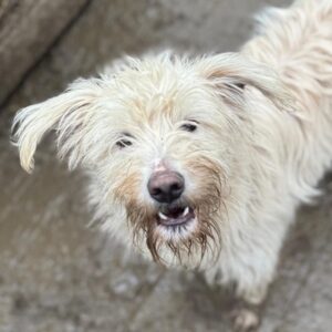 EMMELIE (♀) - reist auf PDR-PS in PLZ 55 (SD 11.1.26)