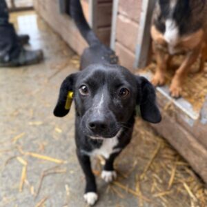 DARLEEN (♀) - ausgereist zu Kathleen Müller (AL)