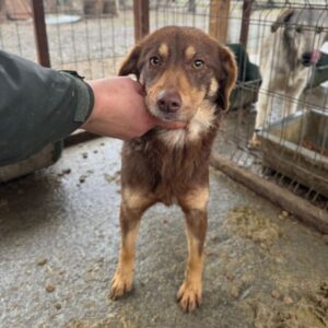 MOKKA (♀) - auf PS im PLZ Bereich 41 (SE) - vermittelt