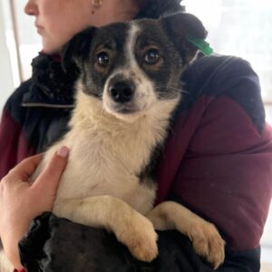 MINZE (♀) - auf PS im PLZ Bereich 65 (JW) - vermittelt