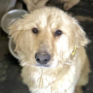 SNOWWHITE  (♀) - Notfall Hinterhandprobleme