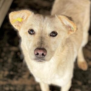 YONA (♀) - ausgereist zur Tierhilfe Lebenswert DR 30.01.26