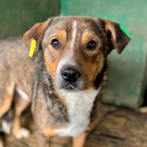 ISIDOR (♂) - zu dünn, Wunde neben der Rute