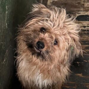 MORITZ (♂) - auf PS im PLZ Bereich 58 (JW)- vermittelt