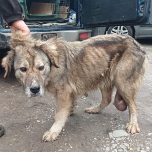 DORLE (♀) - NOTFALL - viel zu dünn, großer Tumor!