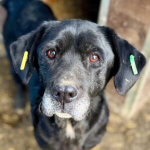 KIRA (♀) Notfall, viel zu dünn!