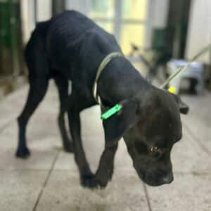 NURA (♀) - NOTFALL - stark abgemagert - reserviert Tierhilfe Lebenswert DR 10.01.26