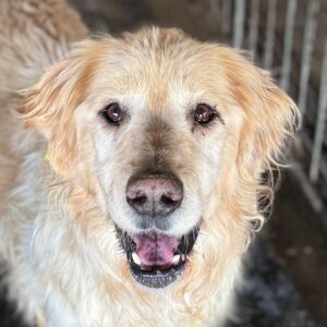 YORIN (♂) - zu dünn!