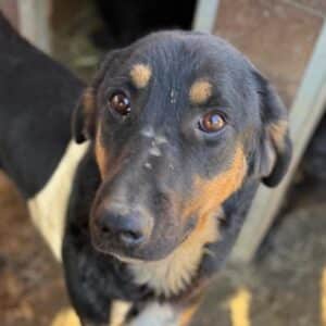 BUDDY (♂) - reserviert Tierhilfe Lebenswert (10.01. AM)