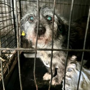 SCOOBIE (♂) - Abgabe Oldie mit ausgeprägten Angstbeißerverhalten