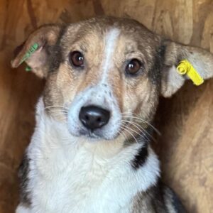 AUDREY (♀) Notfall Bisswunde am Rücken