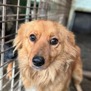 TILDI (♀) - auf PS im PLZ Bereich 55 (SD) *ausgereist*- vermittelt