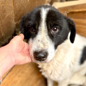 MALINCHE (♀) seelischer NOTFALL, völlig abgemagert, schon extrem schwach, kann den Kopf kaum hoch halten - vollkommen resigniert!  Reist auf PDR-PS in PLZ 55 (SD 11.1.26)