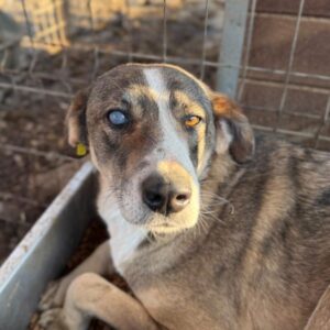 NELLA (♀) - auf rechtem Auge vmtl. blind