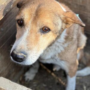 KORBINIAN (♂) - med. NOTFALL - Geschwulst an der linken Seite, müde, resigniert Interessenten (02.02. MH)