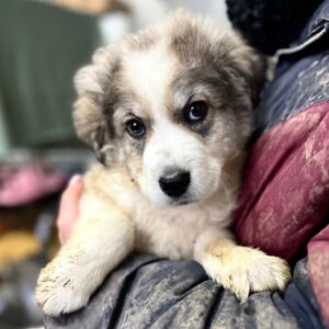 ENIO (♂) - auf PS im PLZ Bereich 94 (JW)