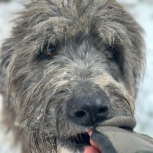 MIRO (♂) - als GPH auf PDR PS (GC)