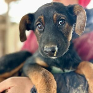 HASEL (♀)- reserviert- reist auf PDR PS im Bereich 61 (02/02/NU)