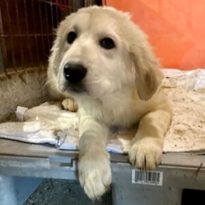 GINA (♀) - auf PS im PLZ Bezirk 74 (GC)