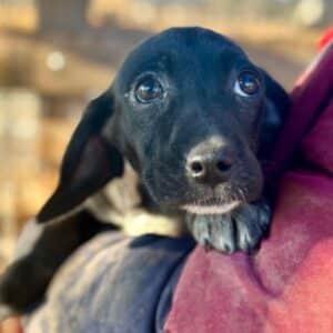 EMI (♀) - auf PS im PLZ Bereich 38 (SE) - vermittelt